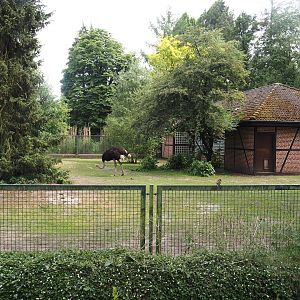 Ostrich and Abyssinian ground hornbill paddock, 2024-05-21
