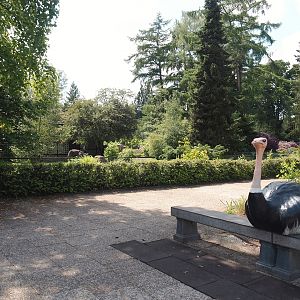Bench with ostrich statue and walkway with viewing area for Ostrich and Abyssinian ground hornbill paddock, 2024-05-23