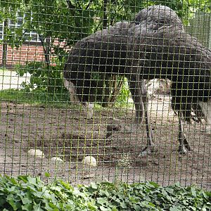 South African ostrich (Struthio camelus australis), 2024-05-21