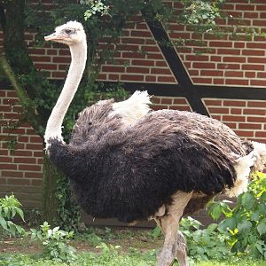 South African ostrich (Struthio camelus australis), 2024-05-21