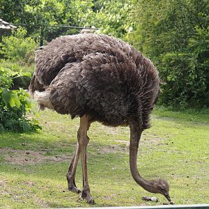 South African ostrich (Struthio camelus australis), 2024-05-21