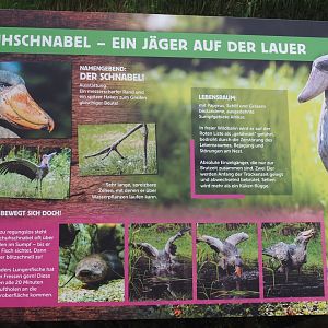 Shoebill sign, 2024-05-21