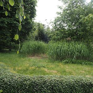 Shoebill exhibit, 2024-05-21