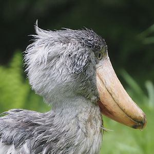 Shoebill (Balaeniceps rex), 2024-05-22