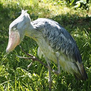 Shoebill (Balaeniceps rex), 2024-05-23