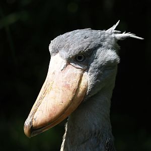 Shoebill (Balaeniceps rex), 2024-05-24