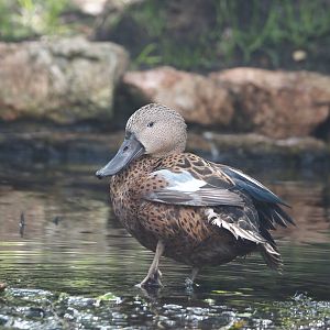 Red shoveler (Spatula platalea), 2024-05-23