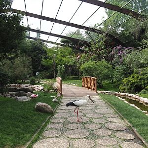 Freiflughalle - First section, South American wetland walk-through - With maguari stork crossing visitor road, 2024-05-21