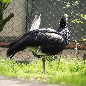 Horned screamer (Anhima cornuta), 2024-05-21