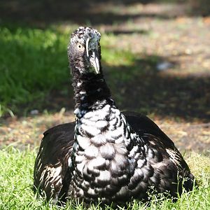 Horned screamer (Anhima cornuta), 2024-05-24
