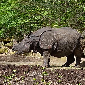 Greater one-horned rhinoceros (Rhinoceros unicornis)