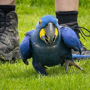 Hyacinth macaw : Whipsnade : 27 May 2024