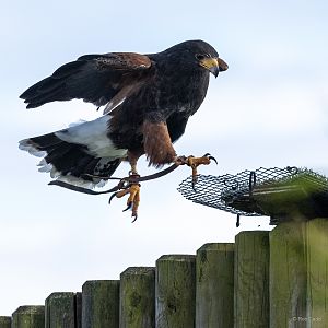 Harris's hawk : Whipsnade : 27 May 2024