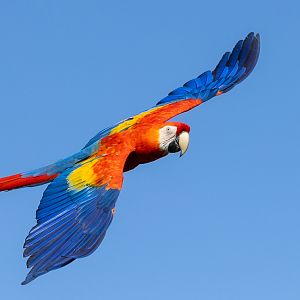 Scarlet macaw : Whipsnade : 27 May 2024