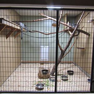 Ring Tailed Lemur Indoor Exhibit