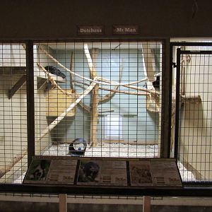 Binturong Indoor Exhibit