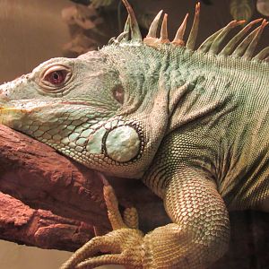 Green Iguana