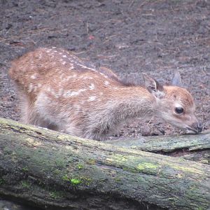 Sika Deer Fawn