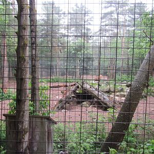 Spotted Hyena Exhibit