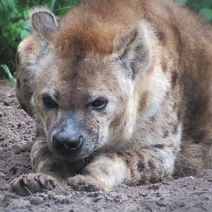 Spotted Hyena