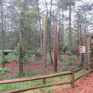 Siberian Tiger Exhibit