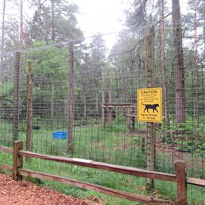 Siberian Tiger Exhibit