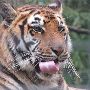 Siberian Tiger Katerina