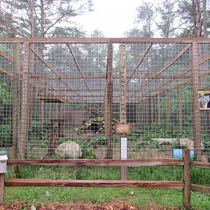 Snow Leopard Exhibit
