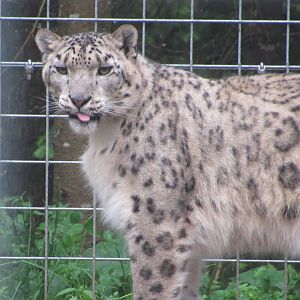 Snow Leopard Asha