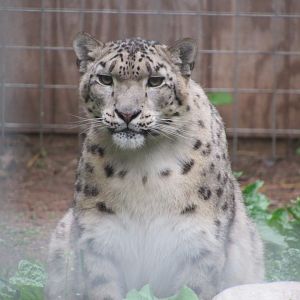Snow Leopard Asha
