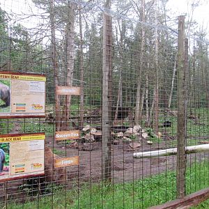 Brown and Black Bear Exhibit