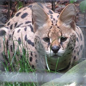Serval Tafari