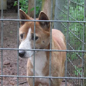 New Guinea Singing Dog