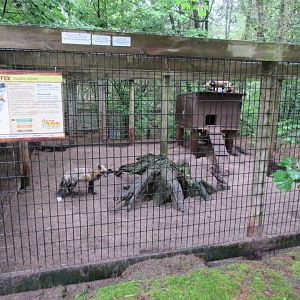 Red Fox Exhibit