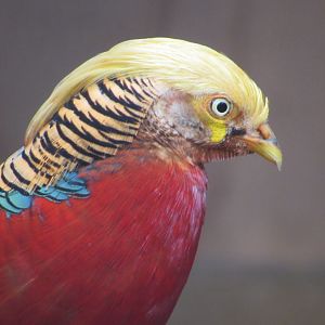 Golden Pheasant