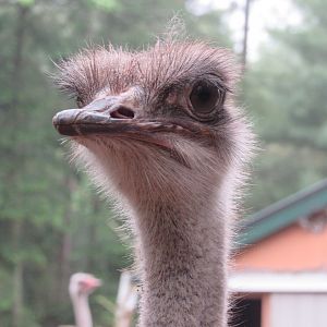 Female Ostrich