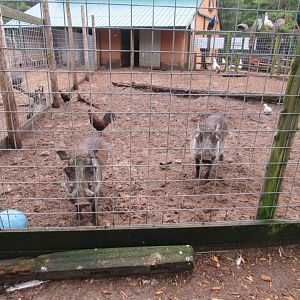 Curious Warthogs