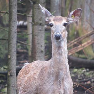 White-tailed Deer