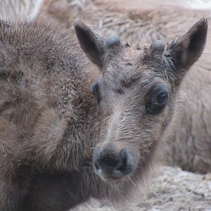 Reindeer Calf