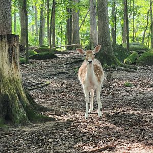 Yellow River Wildlife Sanctuary - Fallow Deer