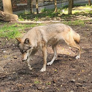 Yellow River Wildlife Sanctuary - Gray Wolf