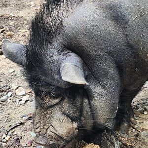 Yellow River Wildlife Sanctuary - Potbelly pig eating