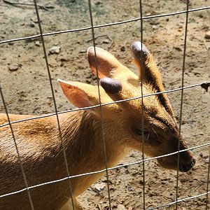 Yellow River Wildlife Sanctuary - Chinese Muntjac