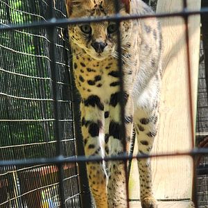 Yellow River Wildlife Sanctuary - Serval