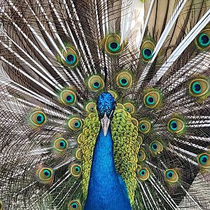 Yellow River Wildlife Sanctuary - Peacock