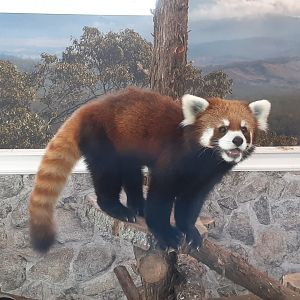 Kendji in the new indoor red panda habitat
