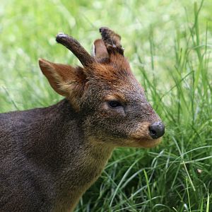 Southern Pudu (Pudu puda)