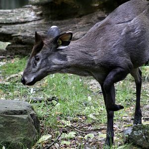 Western Chinese Tufted Deer (Elaphodus cephalophus cephalophus)