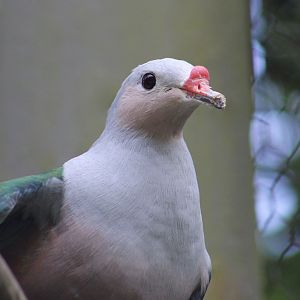 Red-Knobbed Imperial Pigeon (Ducula rubricera)