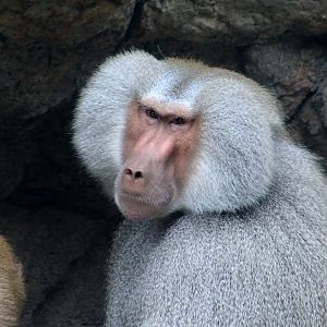 Hamadryas Baboon (Papio hamadryas)